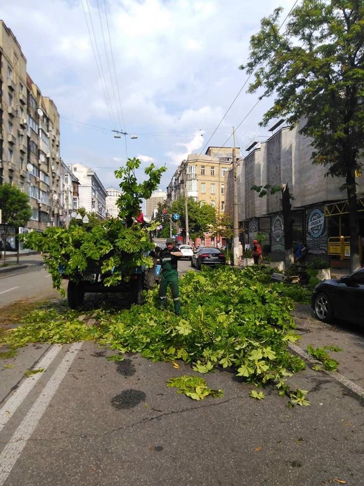 Работники КП СЗН Шевченковского района насчитали 8 сломанных и поваленных