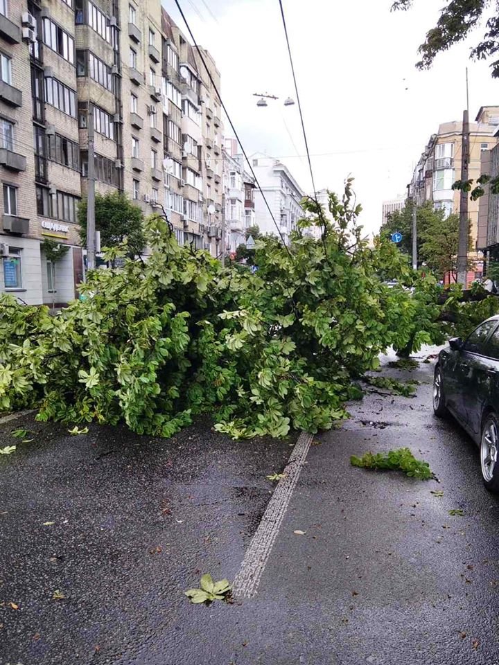 Если упало или сломалось дерево, звоните в аварийно-диспетчерскую - (044) 272-40-18