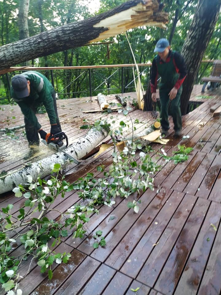Всего в районе упало около 10 деревьев