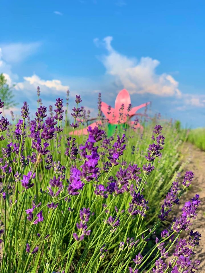 Уже первые цветы лаванды появились на полях