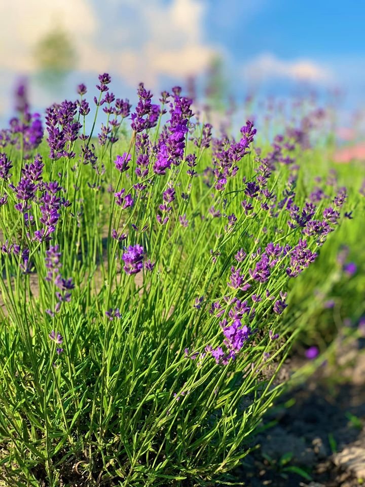 Парк ждет своих гостей