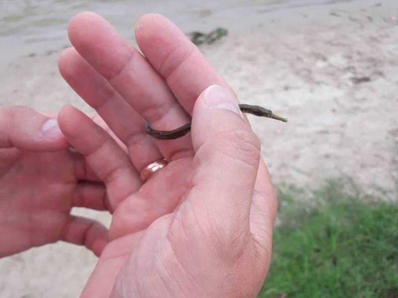 Рыба-игла - обитатель морей - появилась в водах Днепра