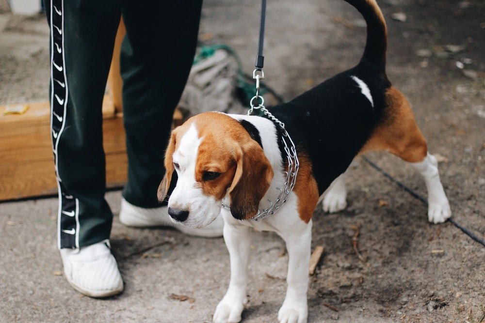 Возвращение Куража: ищи себя на фото карантинной дневной вечеринки 14