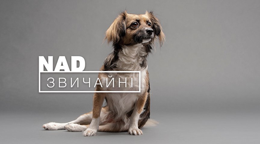 В Киеве на фасаде ТРЦ Ocean Plaza показывают покалеченных животных без глаз и лап 1