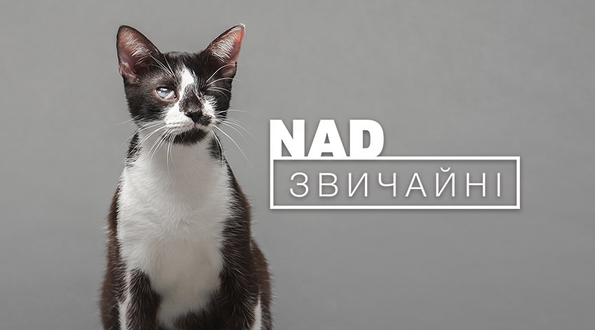 В Киеве на фасаде ТРЦ Ocean Plaza показывают покалеченных животных без глаз и лап 2