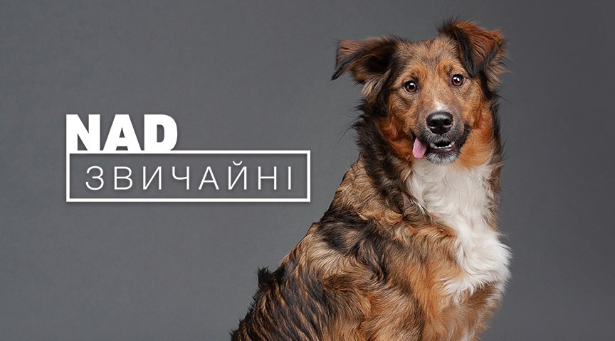 В Киеве на фасаде ТРЦ Ocean Plaza показывают покалеченных животных без глаз и лап 3