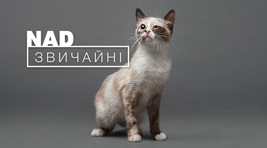 В Киеве на фасаде ТРЦ Ocean Plaza показывают покалеченных животных без глаз и лап 4