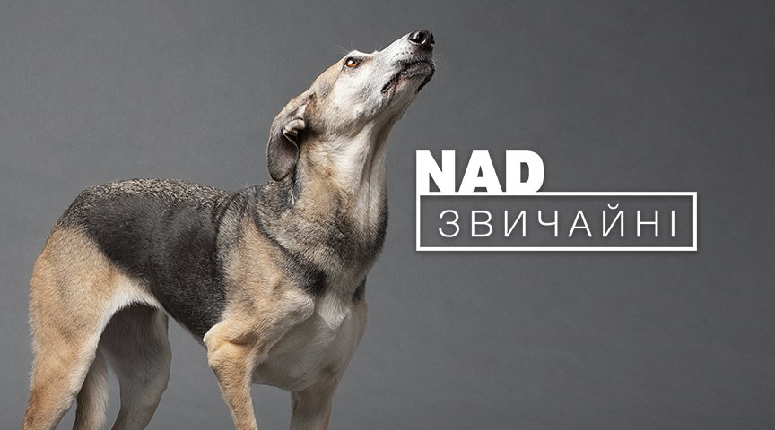 В Киеве на фасаде ТРЦ Ocean Plaza показывают покалеченных животных без глаз и лап 5