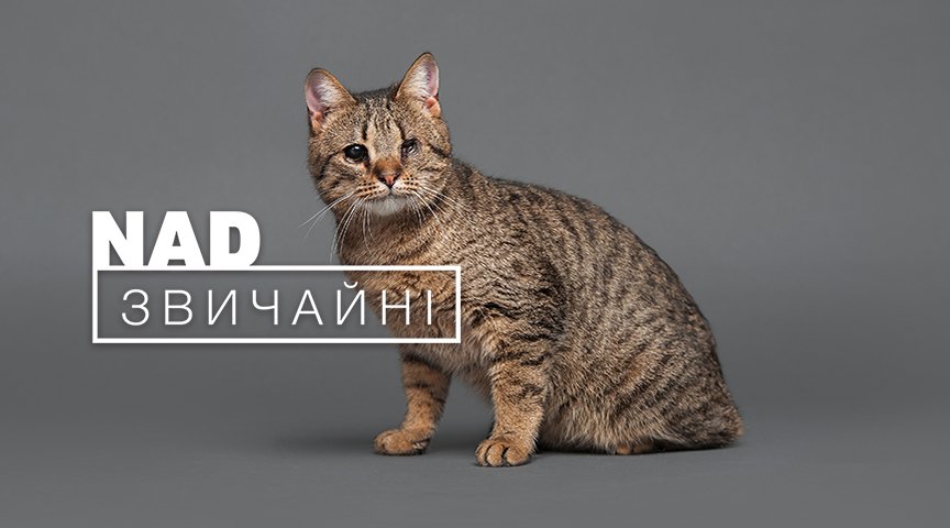 В Киеве на фасаде ТРЦ Ocean Plaza показывают покалеченных животных без глаз и лап 6