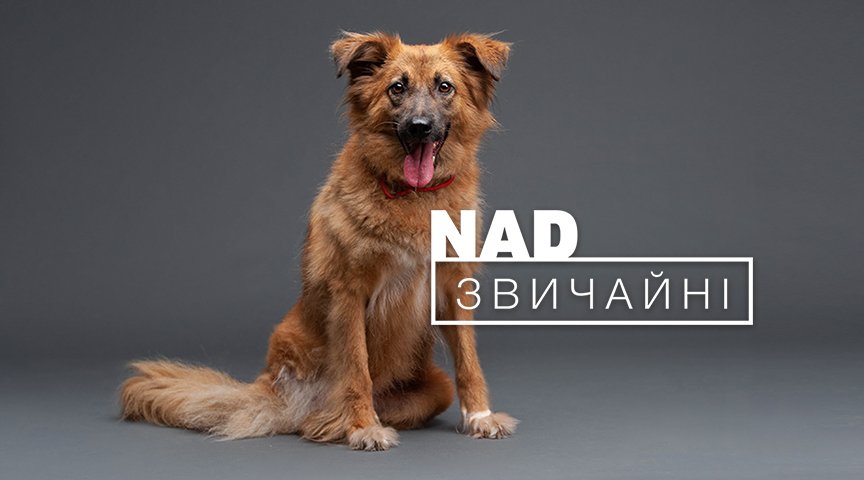 В Киеве на фасаде ТРЦ Ocean Plaza показывают покалеченных животных без глаз и лап 7