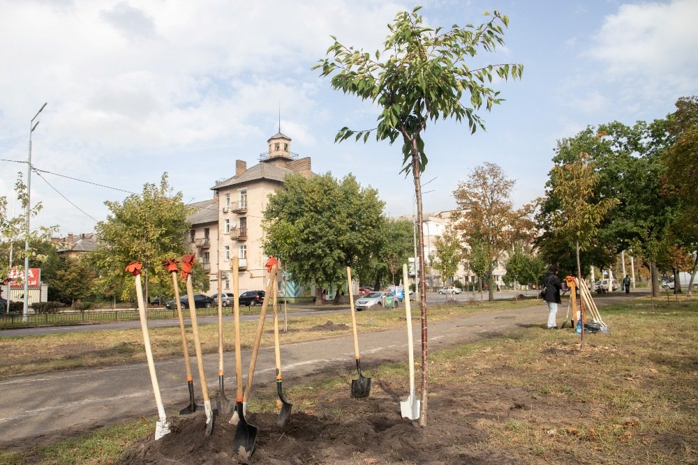 В Киеве высадили самую длинную аллею сакур в Украине: где и сколько метров 2