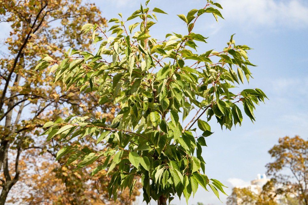 В Киеве высадили самую длинную аллею сакур в Украине: где и сколько метров 3