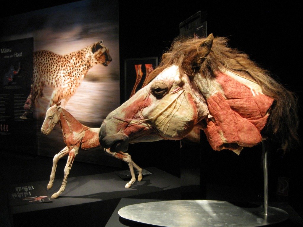 В Киеве возвращается шокирующая выставка настоящих тел: на этот раз животных 1