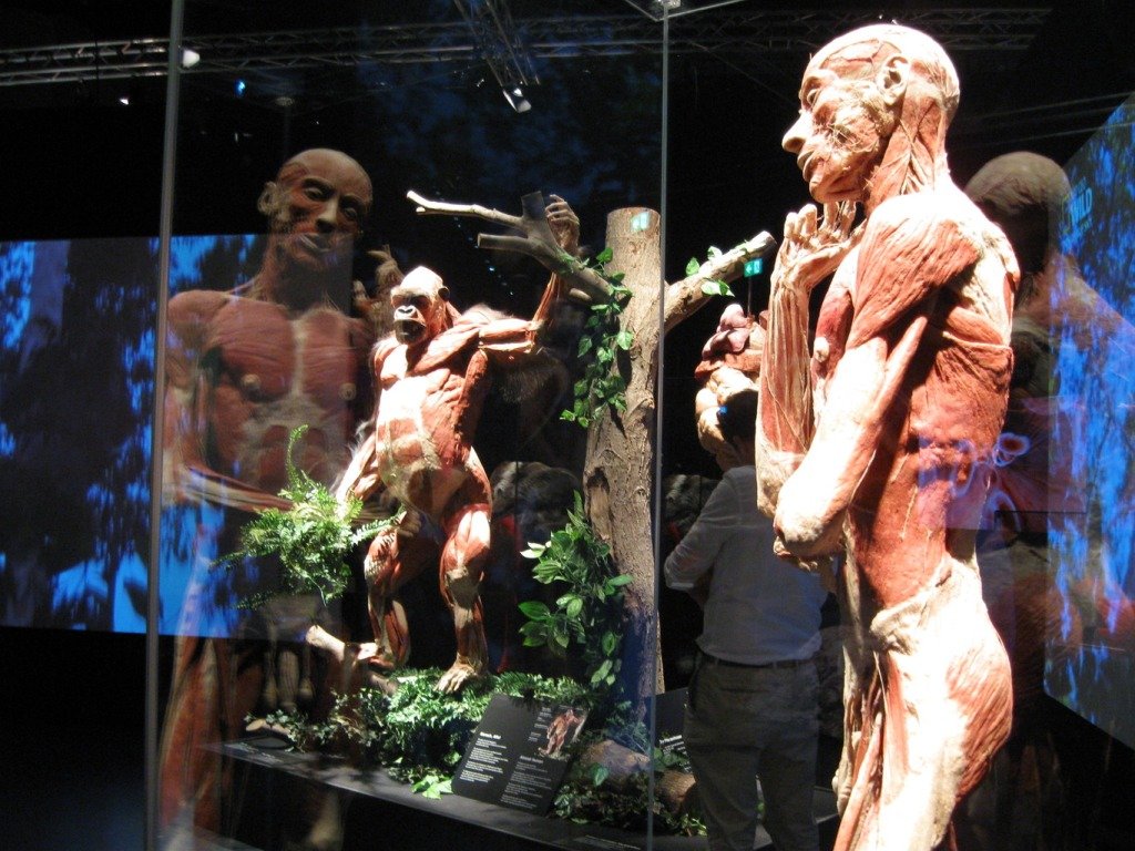 В Киеве возвращается шокирующая выставка настоящих тел: на этот раз животных 2