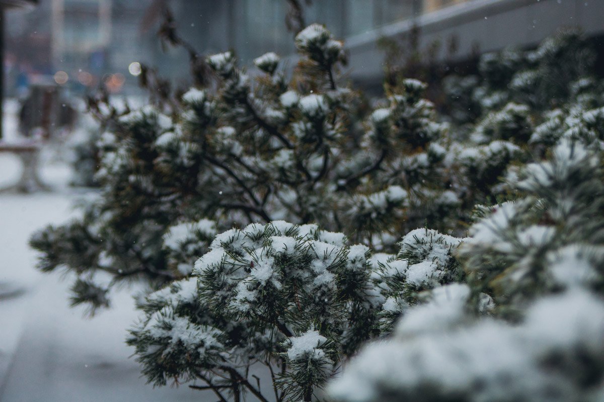 Растения красиво припорошило снегом