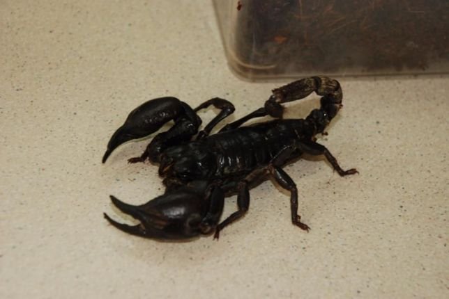 ТОП экзотических животных, которые можно купить в Киеве 1