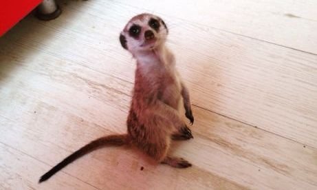 ТОП экзотических животных, которые можно купить в Киеве 2