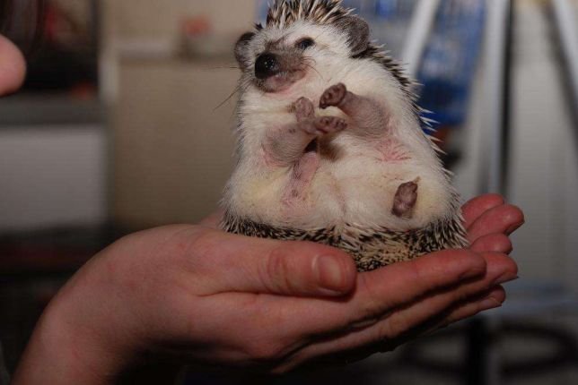 ТОП экзотических животных, которые можно купить в Киеве 3