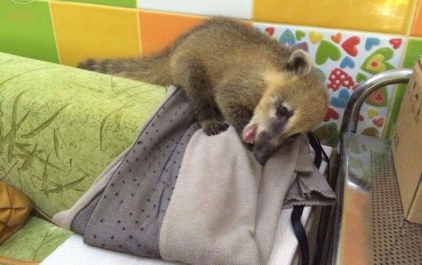 ТОП экзотических животных, которые можно купить в Киеве 4