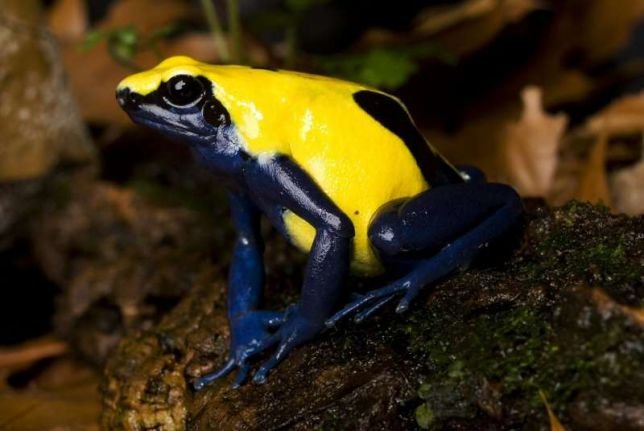 ТОП экзотических животных, которые можно купить в Киеве 5