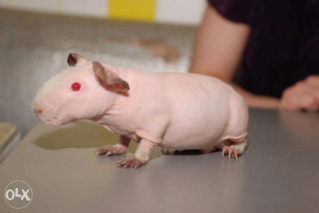 ТОП экзотических животных, которые можно купить в Киеве 7