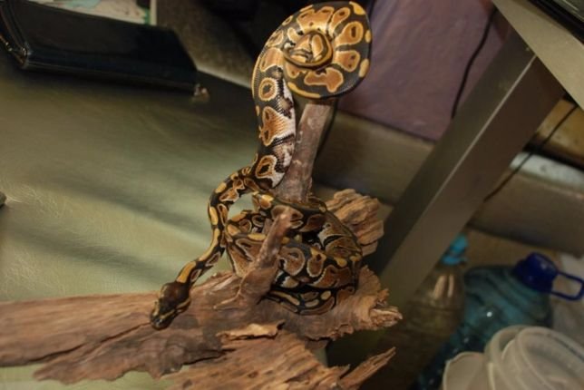 ТОП экзотических животных, которые можно купить в Киеве 8