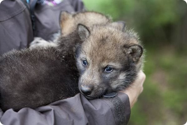 ТОП экзотических животных, которые можно купить в Киеве 9