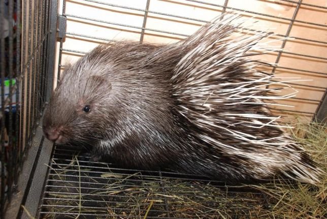 ТОП экзотических животных, которые можно купить в Киеве 10