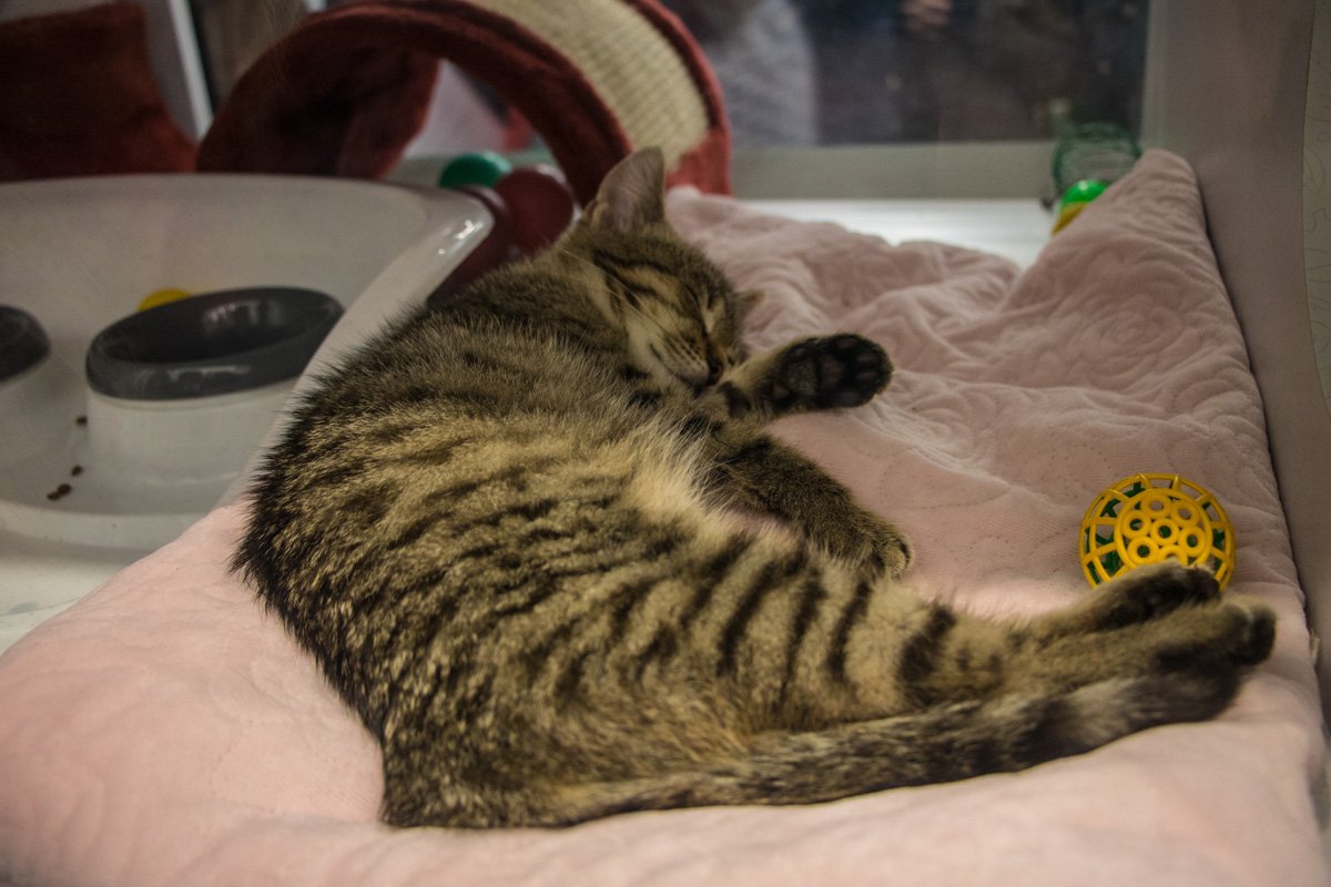 Полосатый дружок сладко спит и ждет усыновления Полосатый дружок сладко спит и ждет усыновления