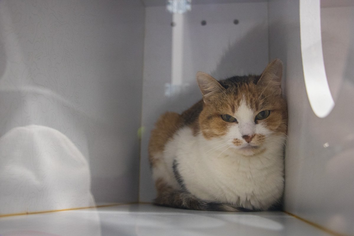 Все питомцы живут в специальных кабинках за стеклом Все питомцы живут в специальных кабинках за стеклом