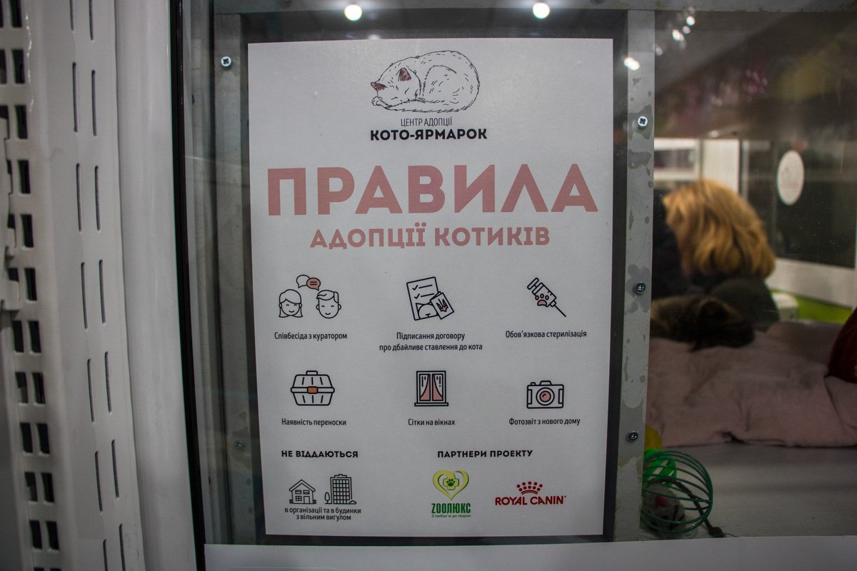 Перед тем, как взять котика - нужно ознакомиться с правилами Перед тем, как взять котика - нужно ознакомиться с правилами
