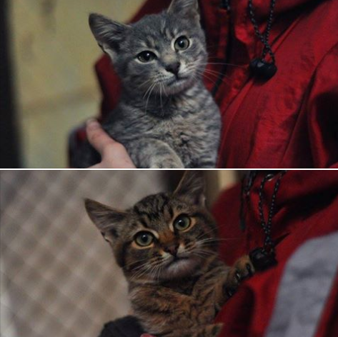 Малыши Сема и Тима ждут именно вас