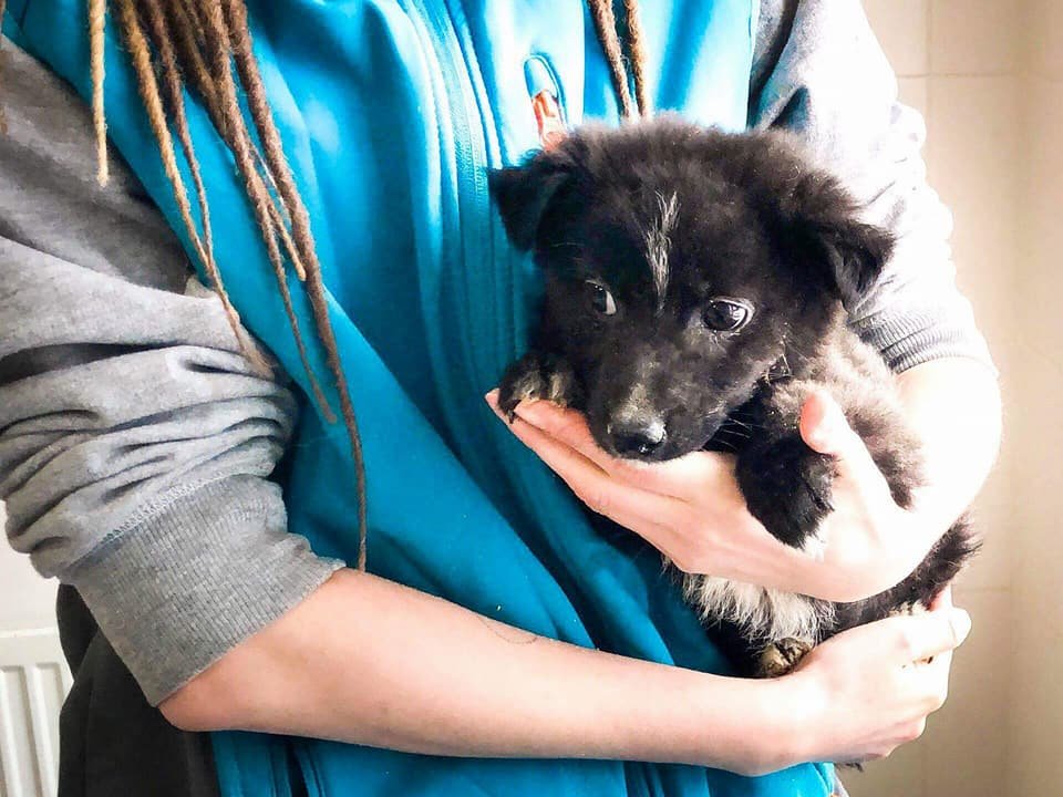 Эти добрые глазки хотят любви и ласки