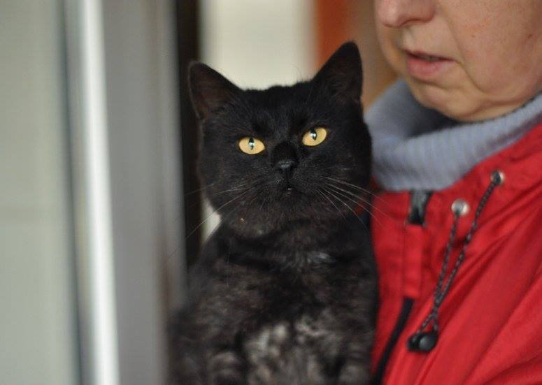 Ласковый Бегемот принесет удачу в дом