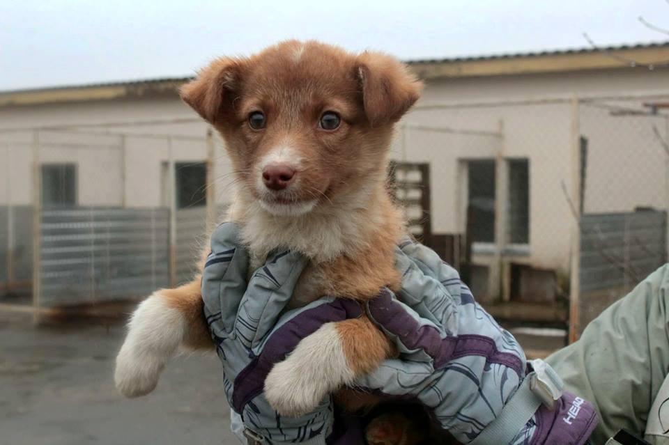 Джина грустит без сестрички в приюте