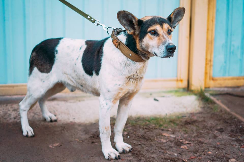 Бентли ждет хозяина, для которого он станет верным другом и защитником