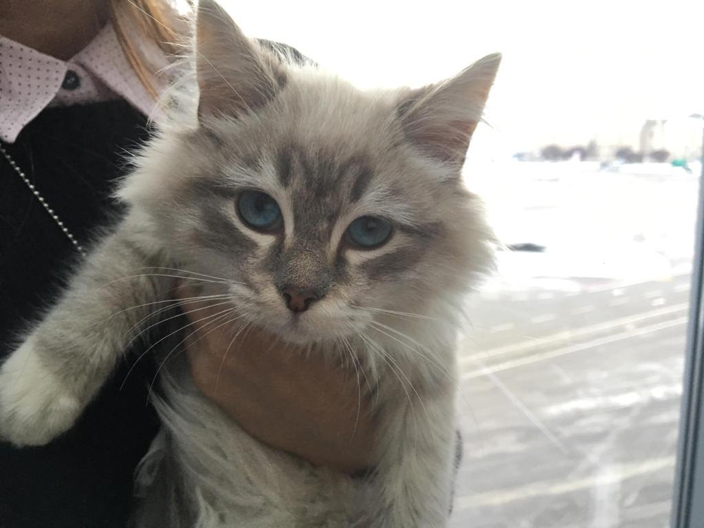 Теперь пушистой котейке будут дарить любовь и тепло внучки Сергея Теперь пушистой котейке будут дарить любовь и тепло внучки Сергея