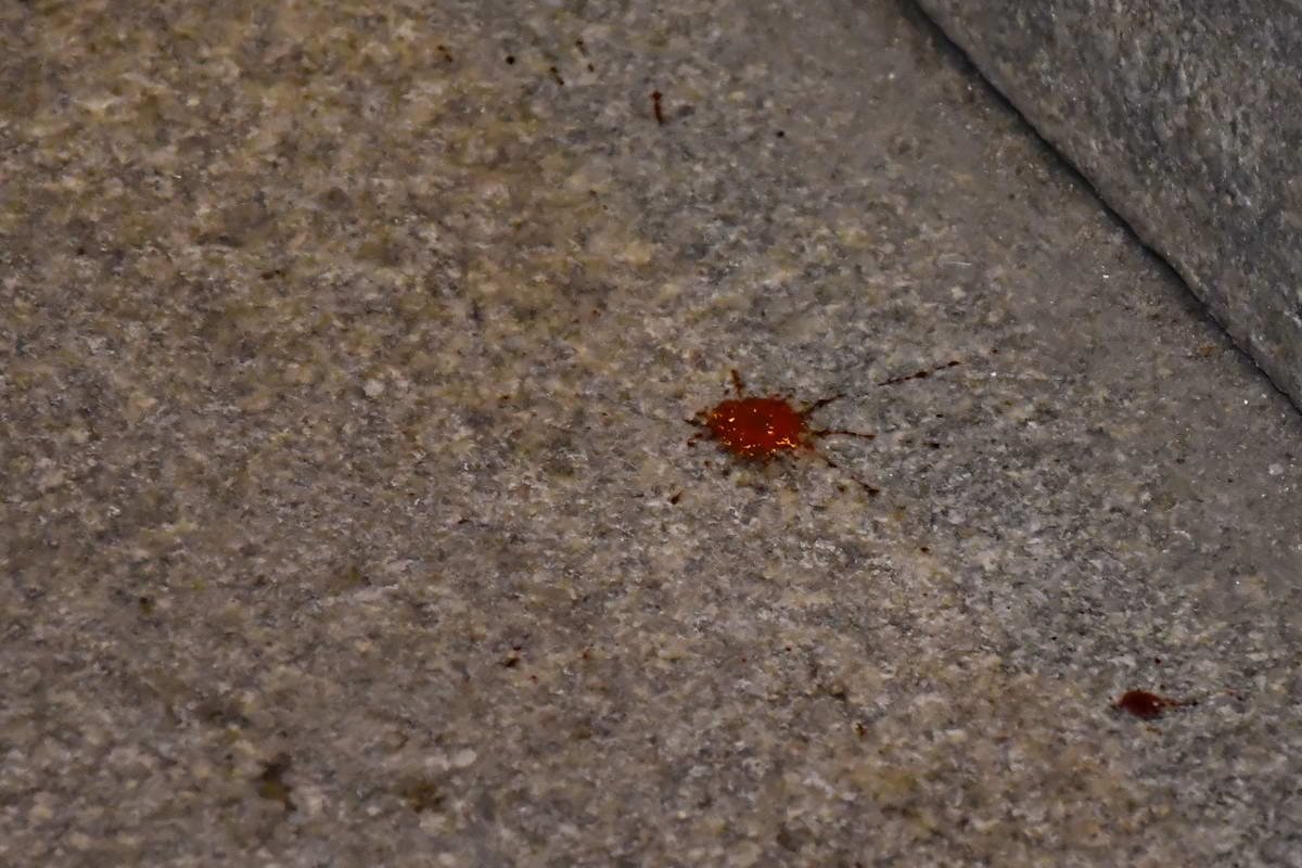 На месте происшествия остались следы крови На месте происшествия остались следы крови