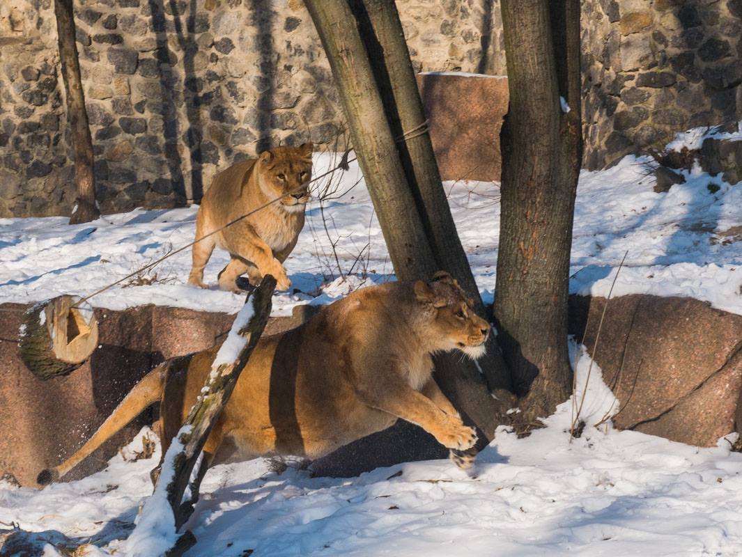 Львицы не только искали еду, но и сражались за нее Львицы не только искали еду, но и сражались за нее