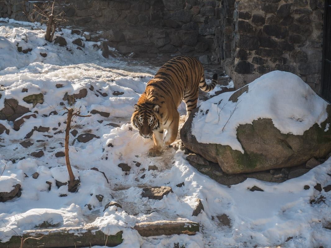 Рядом с вольером для львов проживает харизматичный тигр Рядом с вольером для львов проживает харизматичный тигр