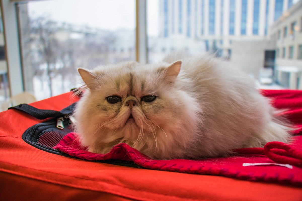 Суета вокруг немного утомила перса 