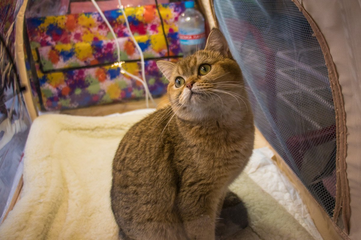 Усатая милашка в мехах 