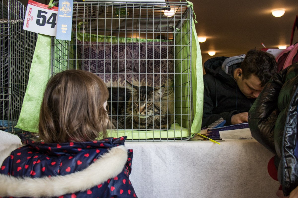 Близко не подходи, и не гладь...