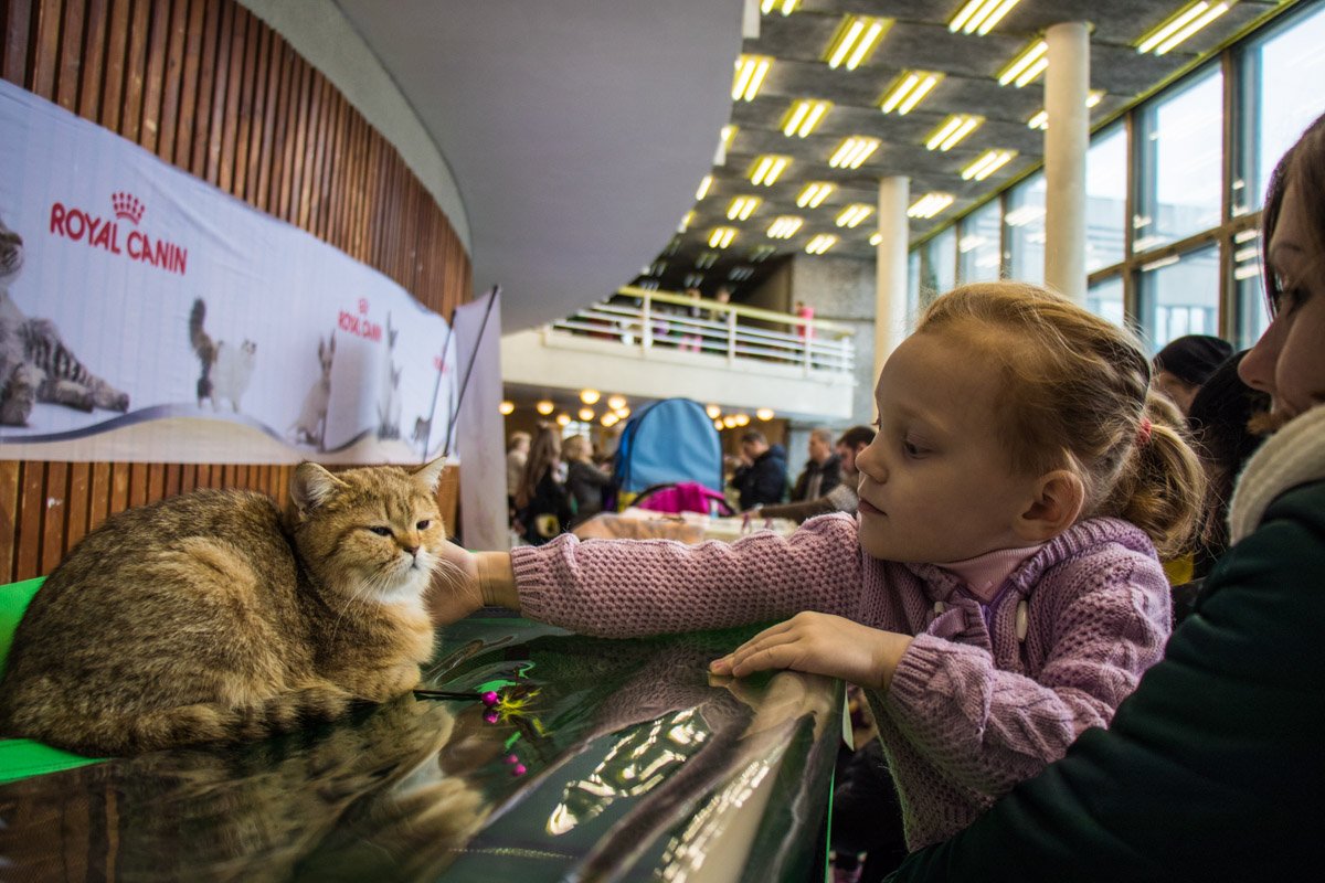 Осторожно, не помните шерстку 