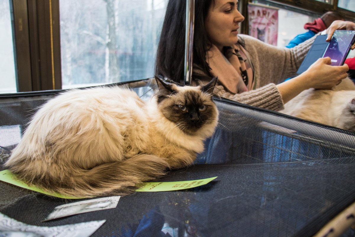 Когда весь день голоден и зол 