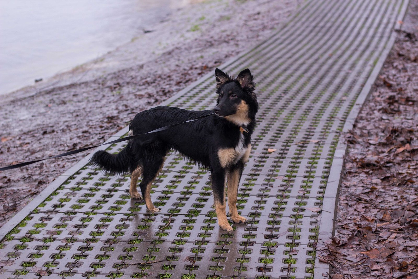 Красотка Жужу ждет своего хозяина Красотка Жужу ждет своего хозяина