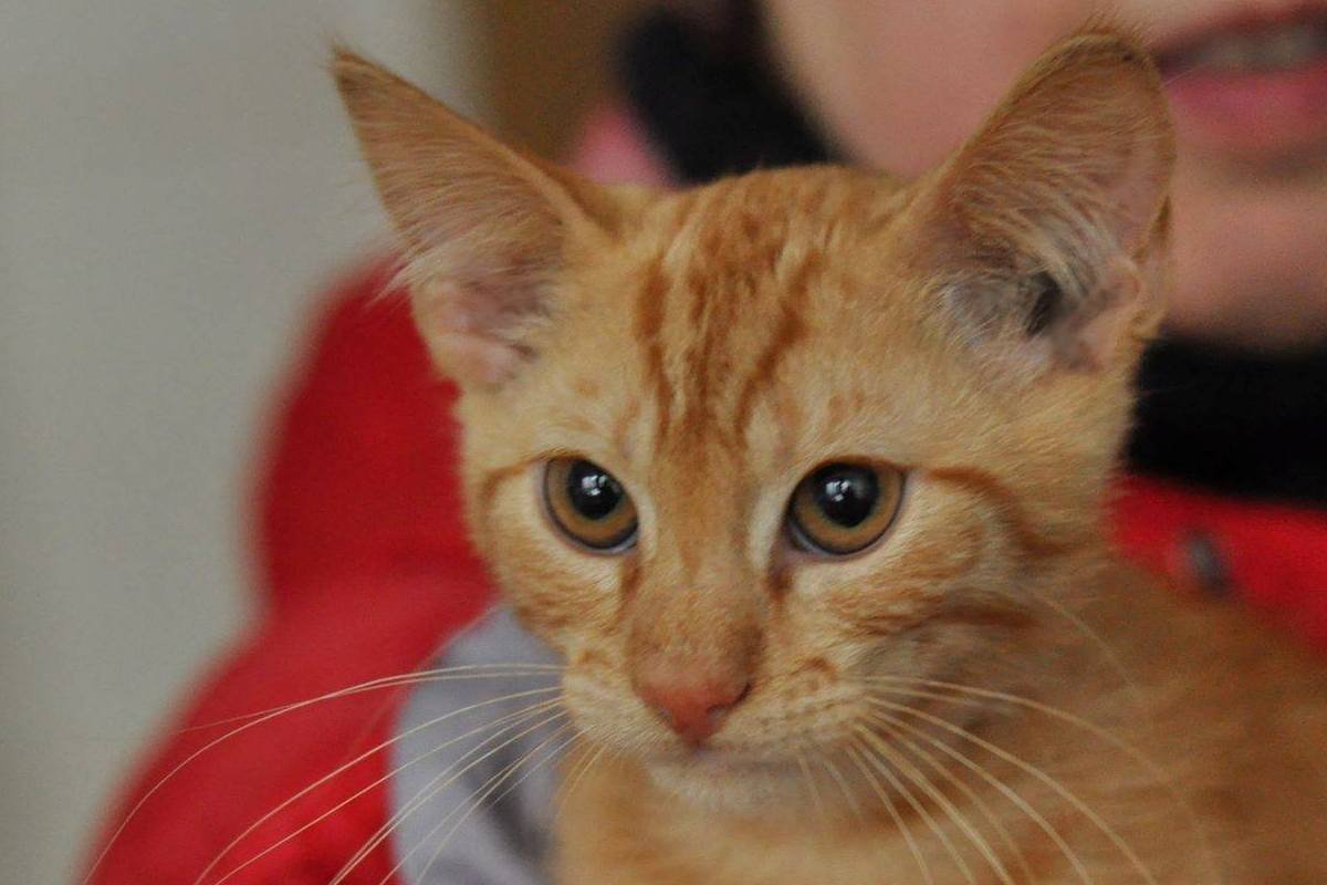 Заберите рыжика Чарльза из приюта! Заберите рыжика Чарльза из приюта!