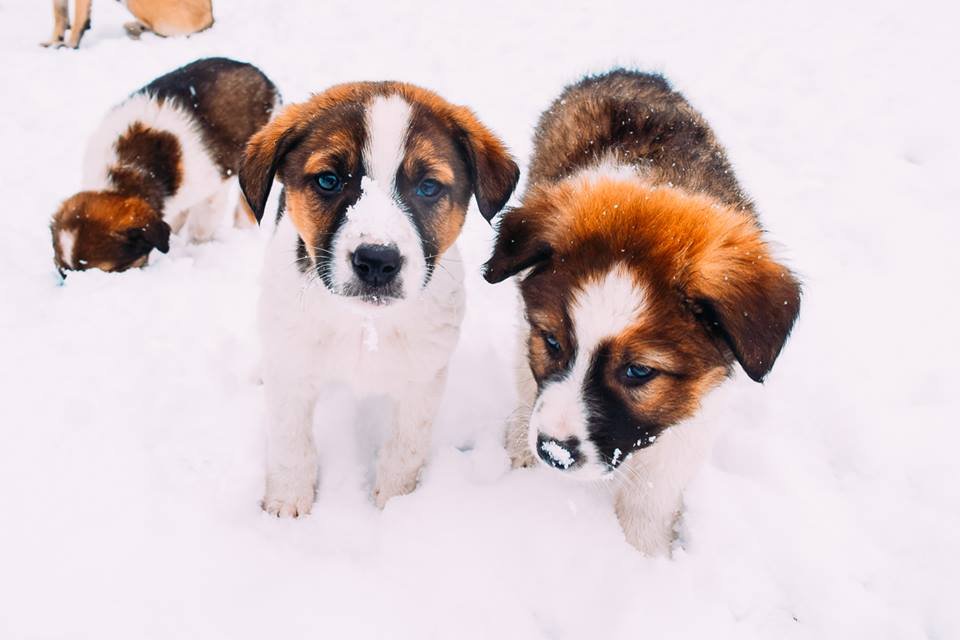 Сразу шесть малышей хотят приобрести новых друзей Сразу шесть малышей хотят приобрести новых друзей