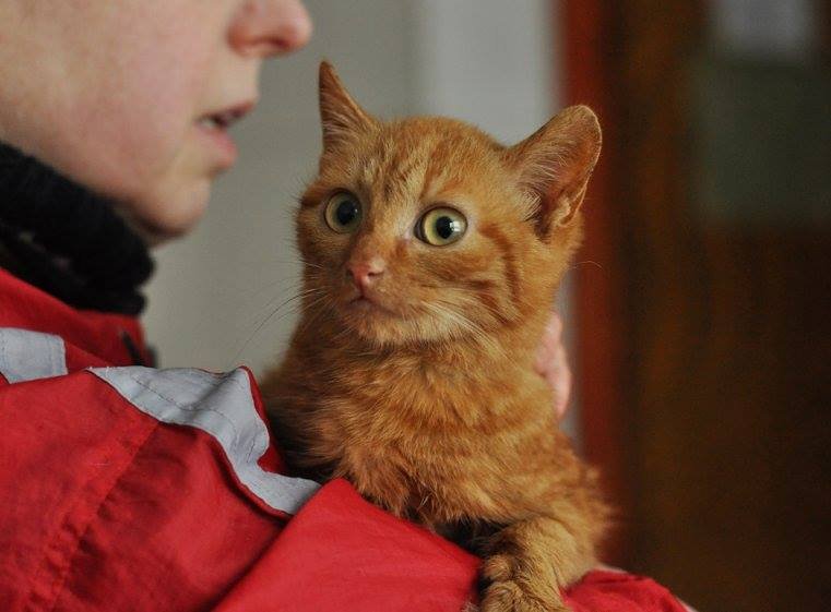 Мика очень ласковая и осторожная кошечка Мика очень ласковая и осторожная кошечка