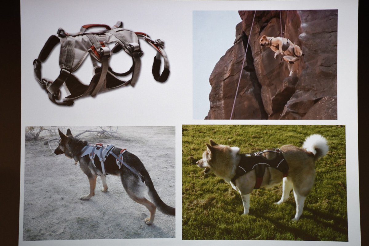 Заняться альпинизмом с собакой - это совсем не проблема